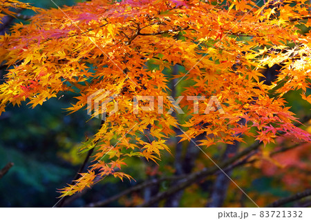 紅葉1766 紅葉1766 83721332