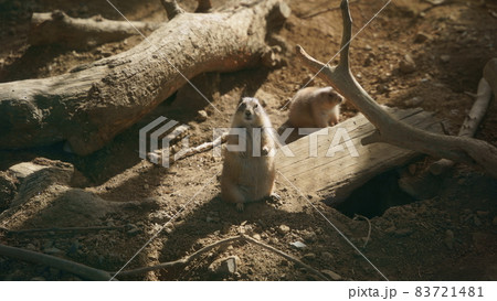 プレーリードッグ 83721481