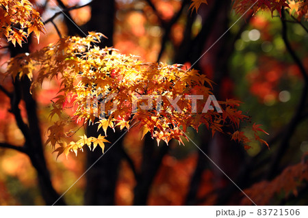 紅葉3618 紅葉3618 83721506