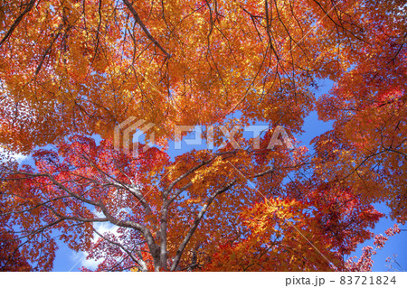もみじ紅葉 83721824