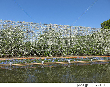 あしかがフラワーパークの「白藤の滝」（見頃／朝） 83721848