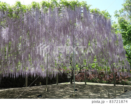 あしかがフラワーパークの「藤のドーム」(満開) あしかがフラワーパークの「藤のドーム」(満開) 83721874