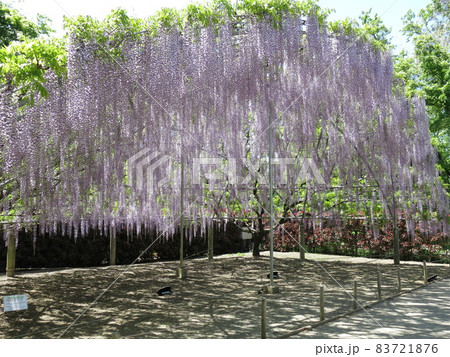 あしかがフラワーパークの「藤のドーム」(満開) あしかがフラワーパークの「藤のドーム」(満開) 83721876