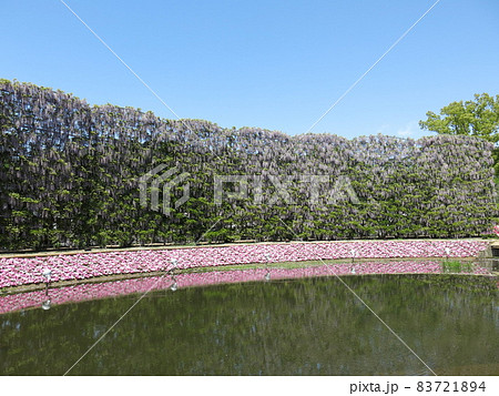 あしかがフラワーパークの「むらさき藤のスクリーン」（満開） 83721894