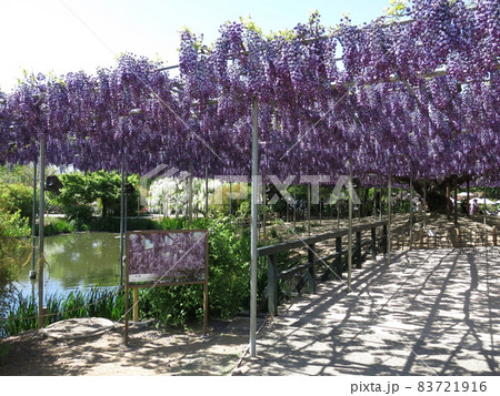 あしかがフラワーパークの「八重藤」（満開） 83721916