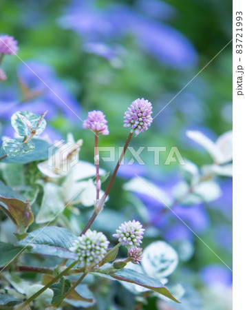 ヒメツルソバの咲く花壇 ヒメツルソバの咲く花壇 83721993