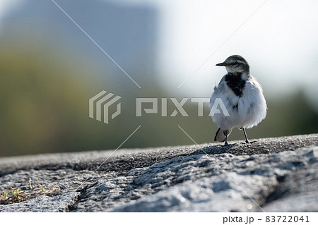 白黒の野鳥が太陽を背にして立っている。羽毛がふわふわ。 白黒の野鳥が太陽を背にして立っている。羽毛がふわふわ。 83722041