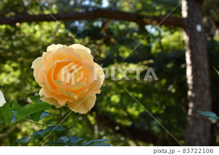 木漏れ日の中咲く薄いオレンジ色のバラ 83722106