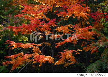 紅葉1786- 83722277