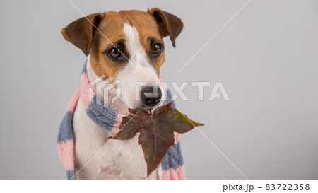 Dog Jack Russell Terrier wearing a knit scarf holding a maple leaf on a white background. 83722358