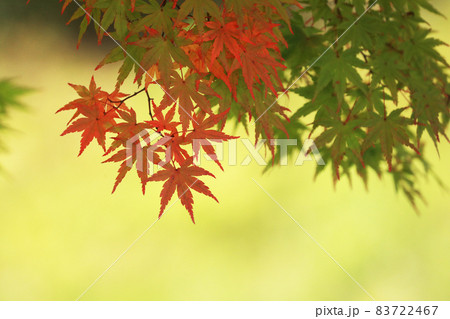 紅葉3554 紅葉3554 83722467