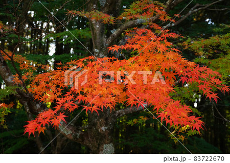 紅葉1883 83722670