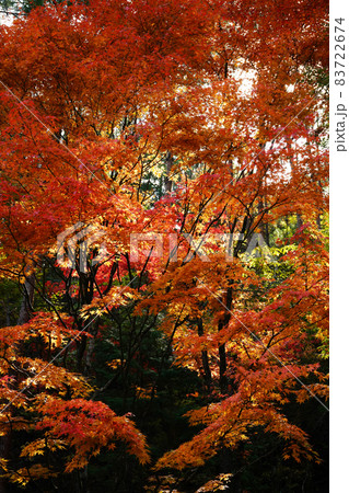 紅葉1900 紅葉1900 83722674