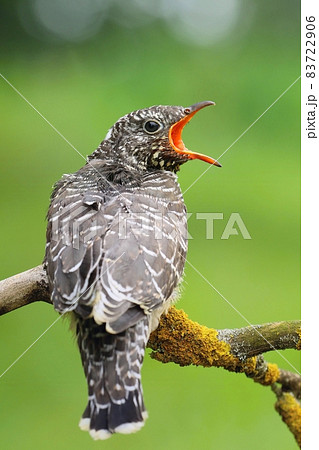 Little common cuckoo Cuculus canorus on branch 83722906