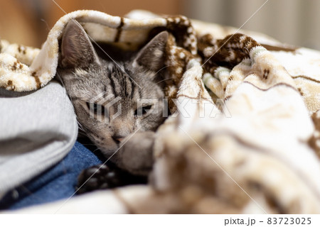 毛布の中でくつろぐ猫　サバトラ猫 83723025