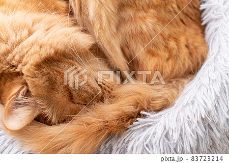 眠る猫 茶トラ猫 眠る猫 茶トラ猫 83723214