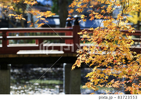 紅葉真っ盛りの高野山 紅葉真っ盛りの高野山 83723553