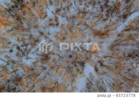 Snow covered trees forest over snowy winter landscape. Snow covered trees forest over snowy winter landscape. 83723778