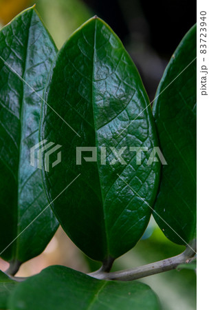 Background texture of a green leaf natural of leaves 83723940