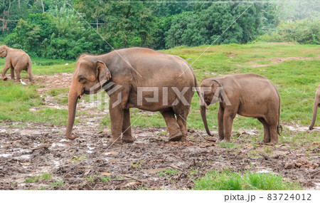 Group of indian elephants walk in clear weather on the territory of the nursery 83724012