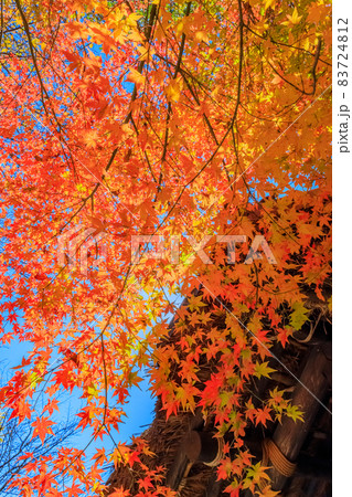 紅葉2021 紅葉2021 83724812