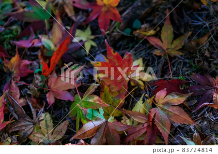紅葉2021 紅葉2021 83724814