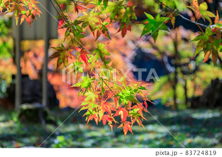 紅葉2021 紅葉2021 83724819