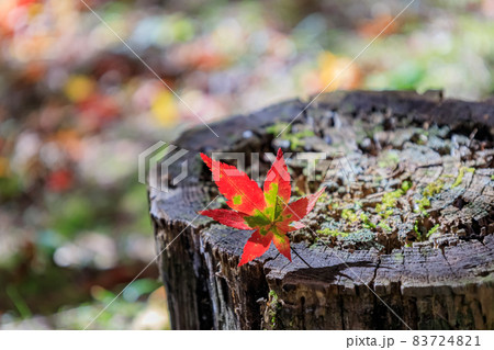紅葉2021 紅葉2021 83724821