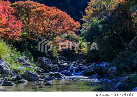 紅葉2021 紅葉2021 83724838