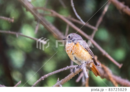 The common redstart female, Phoenicurus phoenicurus, is photographed in close-up sitting on a branch against a blurred background. 83725029