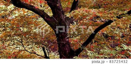 カエデ 紅葉 秋 83725432