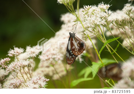 藤袴と蝶 藤袴と蝶 83725595