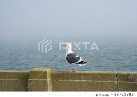 SAN FRANCISCO, CALIFORNIA, UNITED STATES - NOV 25th, 2018: Side Profile of a Western Gull against the background of the San Francisco Bay SAN FRANCISCO, CALIFORNIA, UNITED STATES - NOV 25th, 2018: Side Profile of a Western Gull against the background of the San Francisco Bay 83725892
