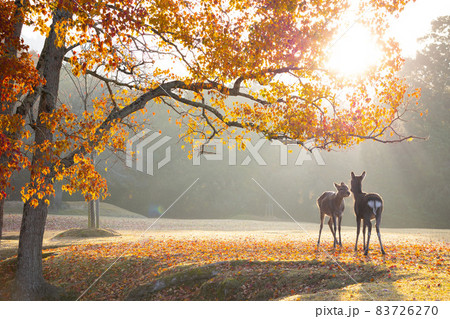 奈良県　奈良公園　飛火野　朝日と鹿と紅葉 83726270