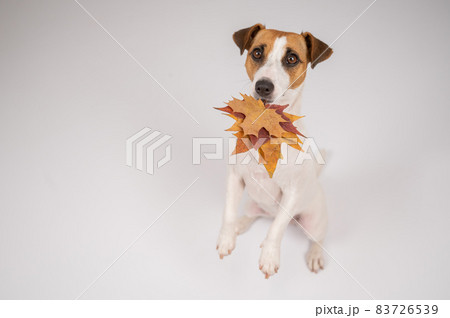 The dog is holding a bunch of maple leaves on a white background. 83726539