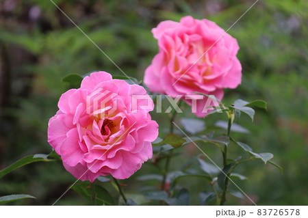 ピンク色の薔薇 ピンク色の薔薇 83726578