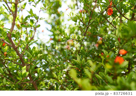 Green branches of pomegranate with red flowers and fruits Green branches of pomegranate with red flowers and fruits 83726631