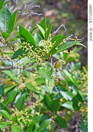 樹木：カンツバキ　ツバキ科 83726880