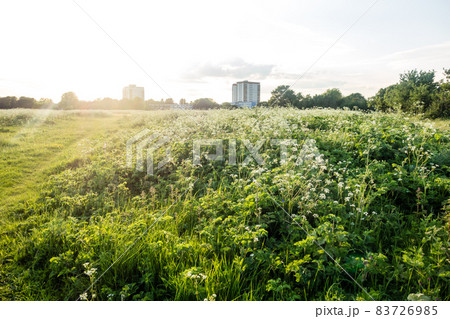 まぶしい太陽の下の広々としたフィールド　ロンドン郊外にて 83726985