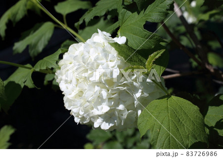 Buldenezh blossom. White flowers 83726986