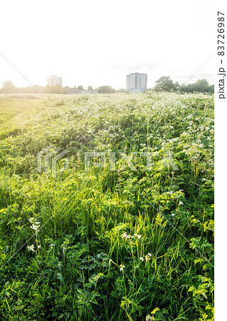 まぶしい太陽の下の広々としたフィールド　ロンドン郊外にて 83726987