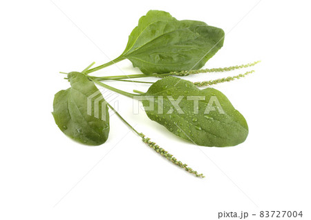 Plantain isolated on white Plantain isolated on white 83727004