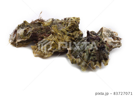 Oysters isolated on white 83727071