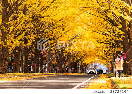 北海道大学 秋のイチョウ並木 北海道大学 秋のイチョウ並木 83727144