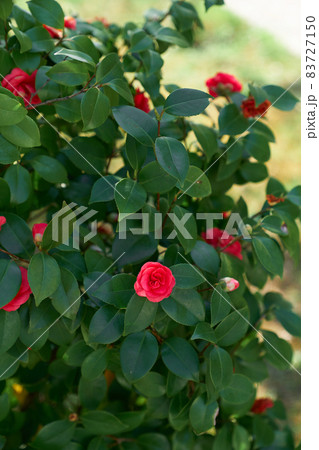 Garden rose bush blooming with red flowers. Close-up 83727150