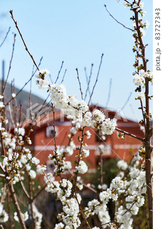 Red house seen through the branches of a blossoming white fruit tree Red house seen through the branches of a blossoming white fruit tree 83727343