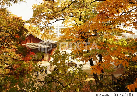 昌慶宮 紅葉 風景 83727788
