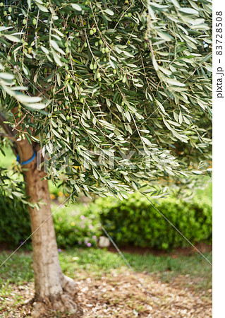 Olive tree with green olives growing in the garden Olive tree with green olives growing in the garden 83728508