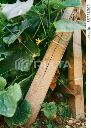 Blooming yellow cucumber bush in a garden bed with a support Blooming yellow cucumber bush in a garden bed with a support 83728509