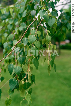 Birch branches with green leaves and catkins Birch branches with green leaves and catkins 83728511
